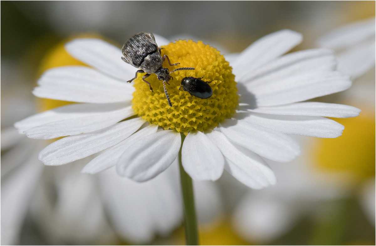 This is my Oxeye Daisy, Now clear off - Mark Rivers